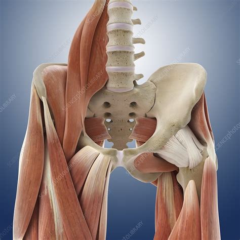 Anatomy Of Femur And Hip Muscles