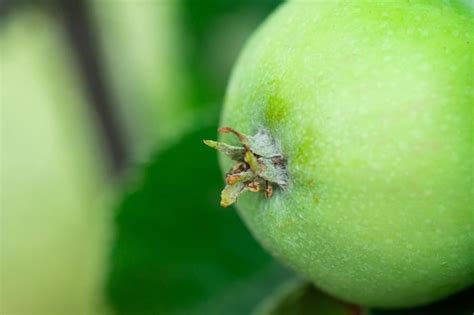 Premium Photo Environmentally Friendly Apples Green Apples On The