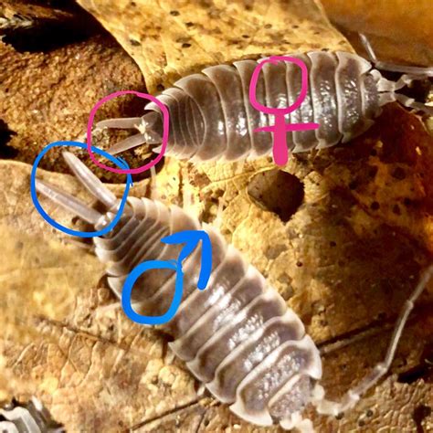 Isopod Care And Culturing Wiki Reptiles Amino