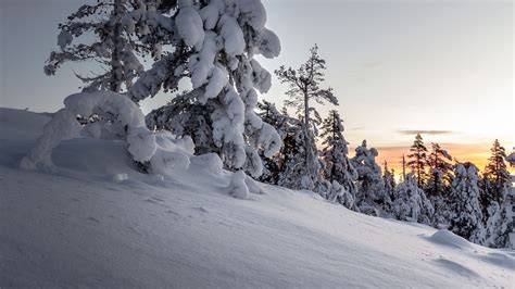 Trees Snow Winter Snowy Sunset Snowdrifts Picture Photo
