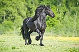 Cavallo Frisone: origini e caratteristiche di questa razza