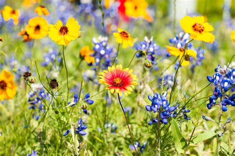 ‘impressive Wildflower Season Forecasted After Rainy Fall And Winter Wild Flowers Texas