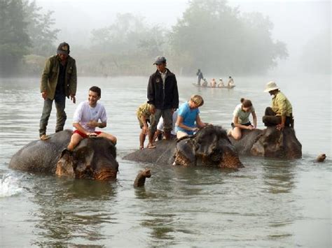 bathing the elephants in the nam khan picture of elephant village sanctuary and resort luang