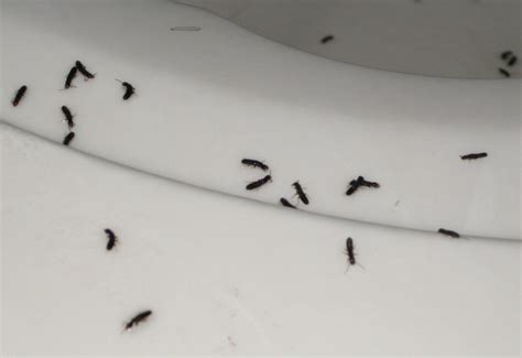 Flying Ants Tiny Winged Bugs In House They Arent Good But Its Not