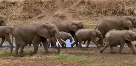 Afrikanische Elefanten Sterben Aus 100000 Elephants Killed By