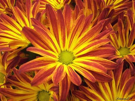 Orange and yellow flowers pictures. orange and yellow daisy flowers with green center.jpg