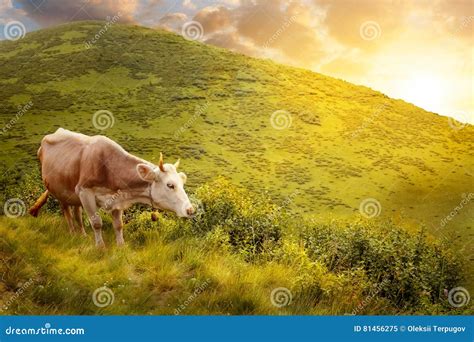 Cow On Hill In The Mountains Stock Image Image Of Domestic Rural