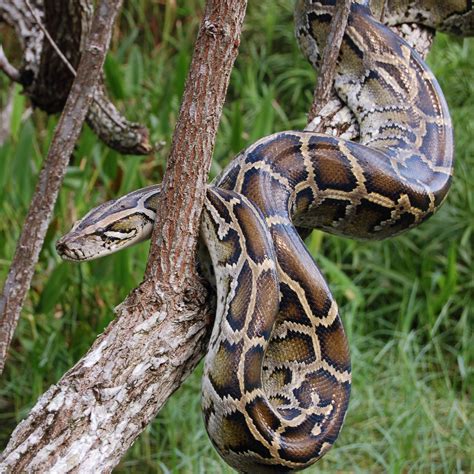 Endangered Species Of Python Found In Bedkot Municipality 6 Of