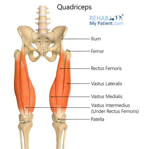 Quadriceps Rehab My Patient