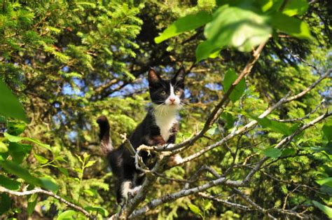 Top 60 Cat Climbing Tree Stock Photos Pictures And Images Istock