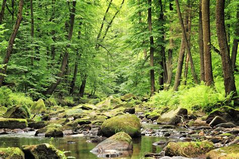 The forest wiki is the most comprehensive source of the forest information. Sandwick Forest - Comox Valley Land Trust