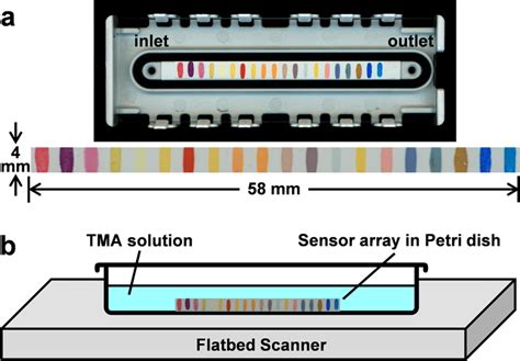Colorimetric Sensor Array For TMA Detection A Linearized 20 Element