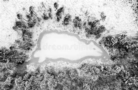 Mysterious Animal Shape On The Frozen Lake Stock Image Image Of Cold