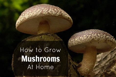How To Grow Mushrooms At Home