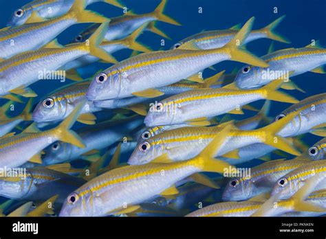 Shoal Of Yellowfin Goatfish Mulloidichthys Vanicolensis Tun Island