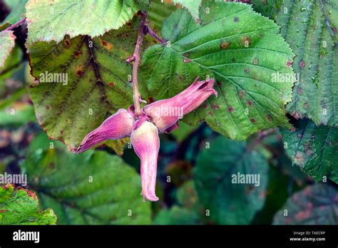 Turkish Hazelnuts Corylus Colurna On The Tree France Stock Photo Alamy