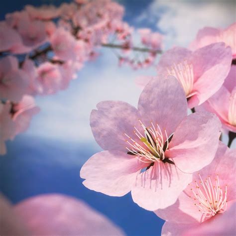 Blend Swap Cherry Blossom Sakura Flower