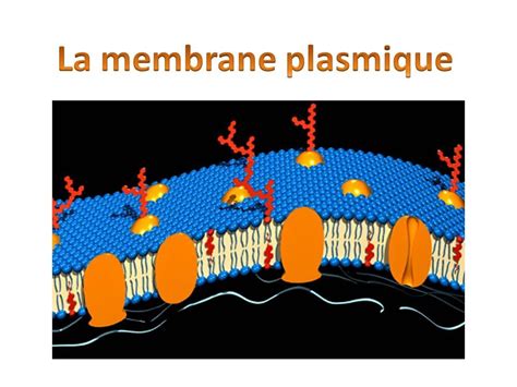 La Membrane Plasmique Youtube