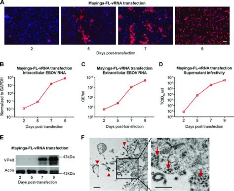 Efficient Ebov Rescue In Huh7 4px Cells Using The Full Length Viral