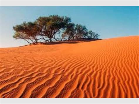 Descubren Millones De árboles En El Desierto Del Sahara Diario De