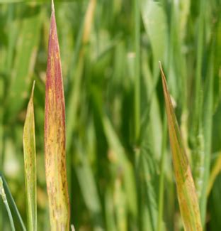 http://cropwatch.unl.edu/barley-yellow-dwarf-virus-widespread-wheat