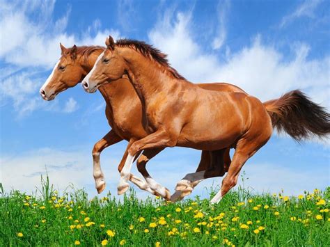 Cute Horse Wallpapers 68 Images