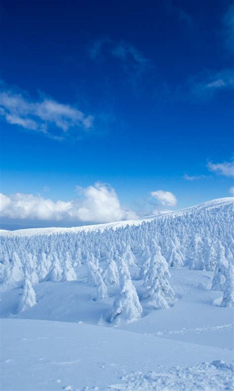 Landscape Of Snow Covered Pine Trees In Snow Field Forest
