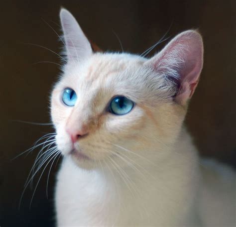 Cat breed 101 & facts| i have almost 10 years of experience with keeping 2 siamese (otani & yozora). 1000+ images about Flame Point Siamese on Pinterest ...