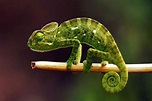 10 Facts About Chameleons