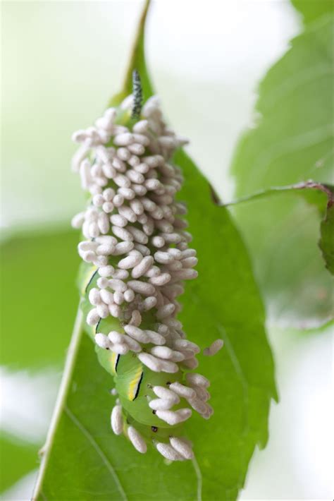 Braconid wasps, ladybugs and lacewings either destroy or feed on the eggs of hornworms, helping to for best results in controlling tomato worms, thoroughly cover plant leaves with the product and. Nature Nut Lady: Hornworm vs. Braconid Wasp