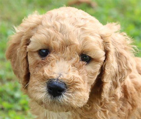 They are a cross between the standard poodle & the labrador retriever. Macy - Labradoodle puppies for sale near me (Woodburn ...
