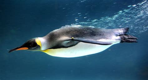 Emperor Penguins Swimming