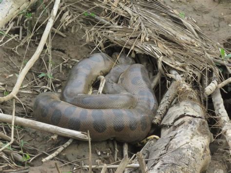 Venomous Snakes Of The Amazon Basin Peru Hidden Expeditions