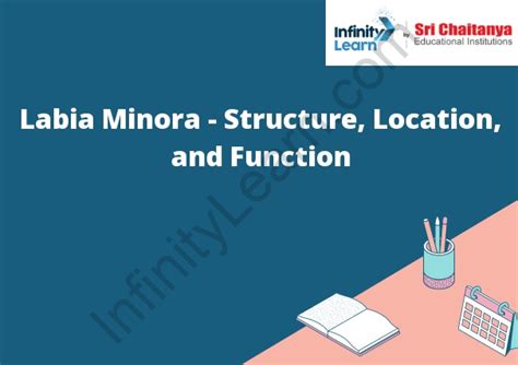 Labia Minora Structure Location And Function Infinity Learn By Sri Chaitanya