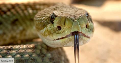 Tout Ce Qu Il Faut Savoir Sur Les Morsures De Serpent Geo Fr