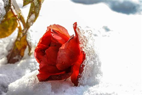 Free Images Snow Cold Winter Leaf Petal Frost Ice Weather