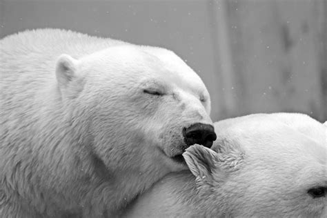 無料画像 黒と白 雰囲気 くま ハート 動物園 毛皮 キッス カップル ロマンス ロマンチック 哺乳類 残り