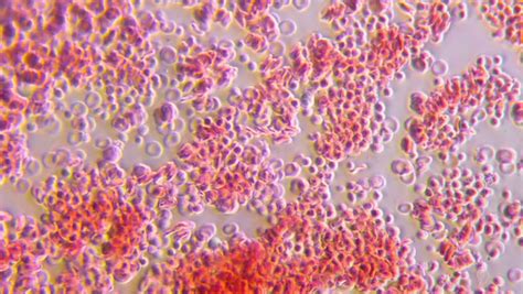 White Blood Cells Under Microscope 400x Micropedia