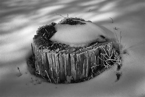 Snow Covered Tree Stump Nm Photograph By Mark Goebel Fine Art America