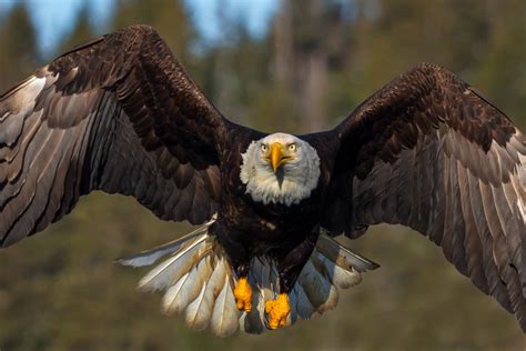 Bald Eagle In Flight Closeup Fine Art Photo Print For Sale Photos By