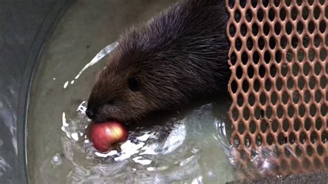 Baby Beaver With An Apple Youtube
