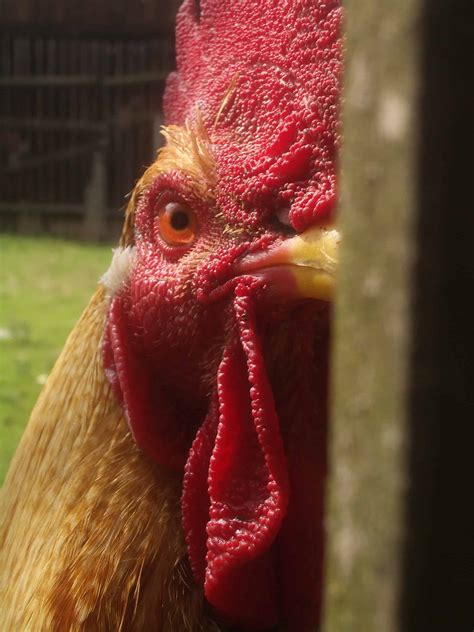rooster face - Farminence