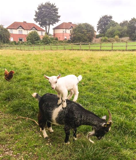 Find goats for sale ads in our livestock category. Pygmy Goat Kids and Nannies for sale | Heckmondwike, West ...