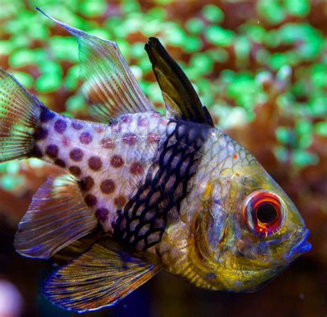 Best Saltwater Aquarium Fish For Beginners Seafish