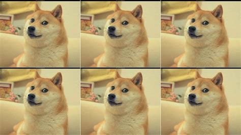 For The Love Of Doge Please Do Not Get A Shiba Inu