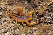 Indian Red Scorpion Facts (Hottentotta tamulus)