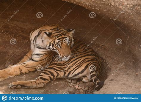 Male Subadult Tiger Of Khitauli Zone Of Bandhavgarh Stock Photo Image