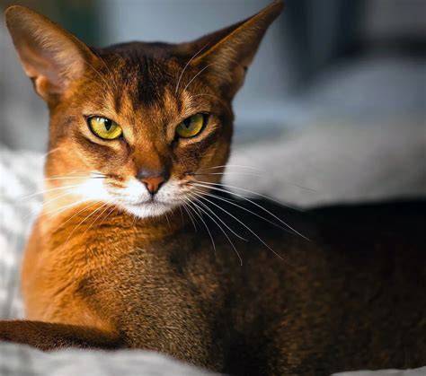 Büyük Kulaklı 10 Kedi Irkı Ve Özellikleri