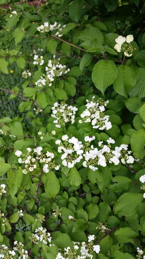 Identification What Is This Shrub With Clumps Of Small White Flowers