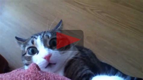 Funny Shocked Cats Compilation Cats Cute Cats Animals